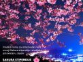 SAKURA STIPENDIJE
